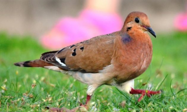 animals that start with z: Zenaida Dove