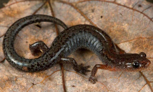 animals that start with z: Zigzag Salamander