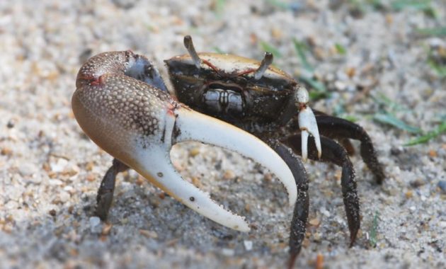 Animals that Start with the Letter F : fiddler crab