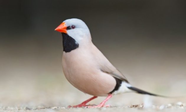 Animals that Start with the Letter F : finch bird 