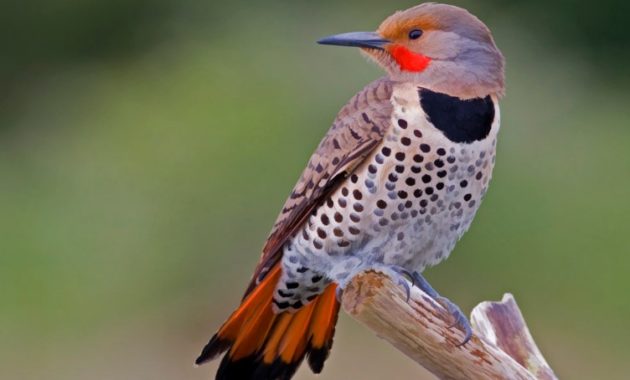 Animals that Start with the Letter F : flicker