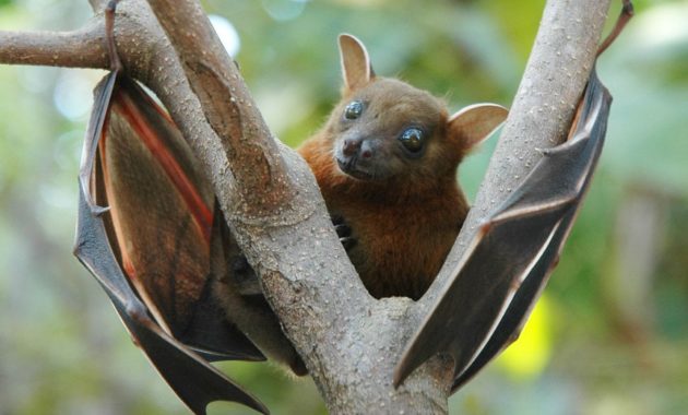 Animals that Start with the Letter F : fruit bat