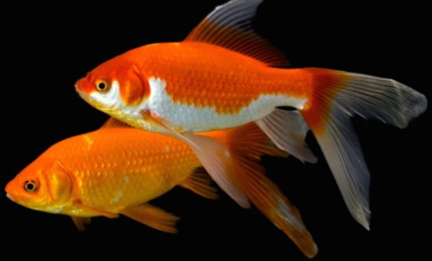 animals that start with g: goldfish