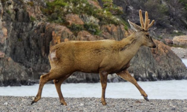 animals that start with h: huemul