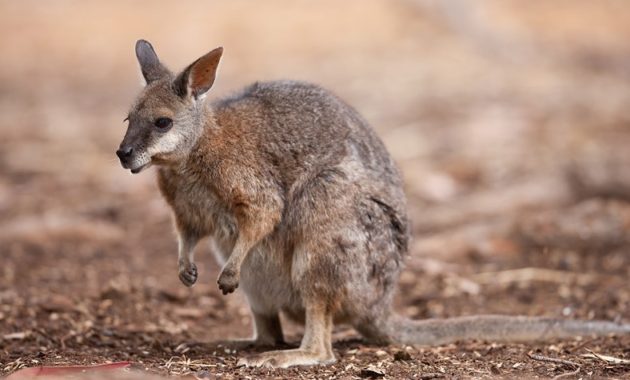 Animals that start with t: tammar wallaby