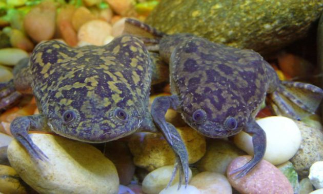 animals that start with x : xenopus