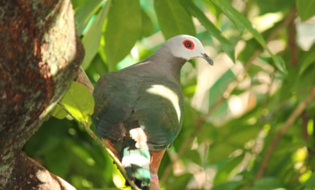 animals that start with z: zone tailed pigeon