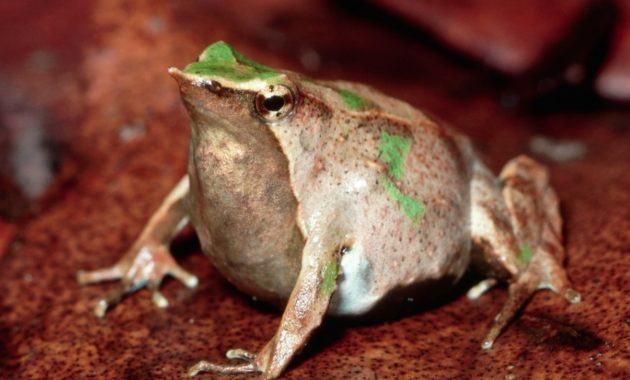 animals that start with D: Darwin's frog