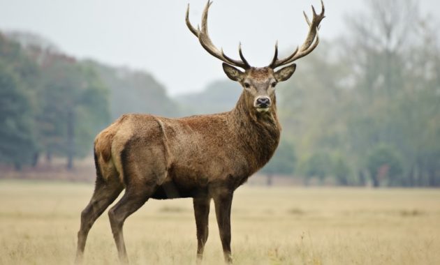 animals that start with D: Deer