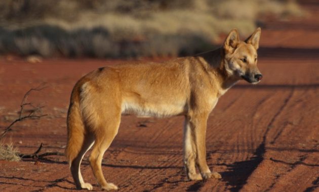 animals that start with D: Dingo