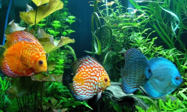 animals that start with D: Discus fish