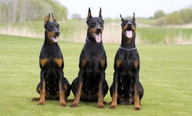 animals that start with D: Doberman Pinschers