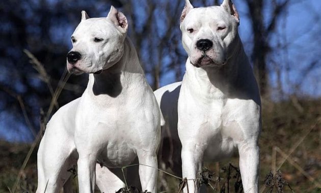 animals that start with D: Dogo Argentino