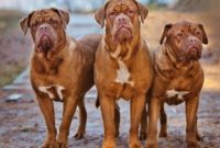 animals that start with D: Dogue De Bordeaux