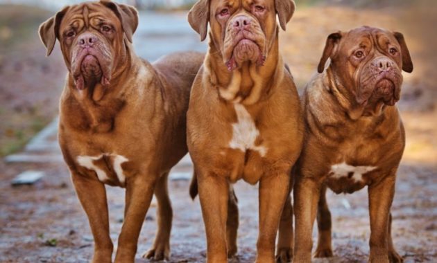 animals that start with D: Dogue De Bordeaux