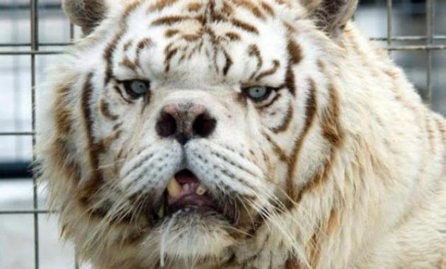 down syndrome animals tiger