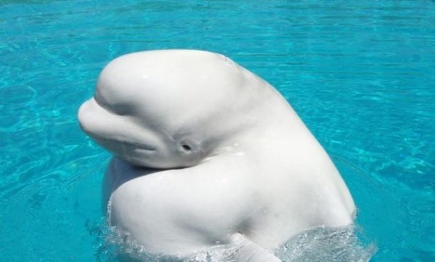 down syndrome animals whale