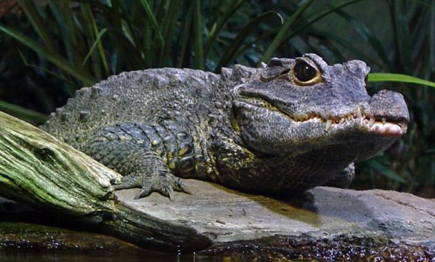 animals that start with D: Dwarf Crocodile