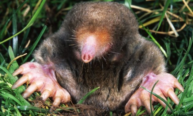 animals that start with e: Eastern Mole