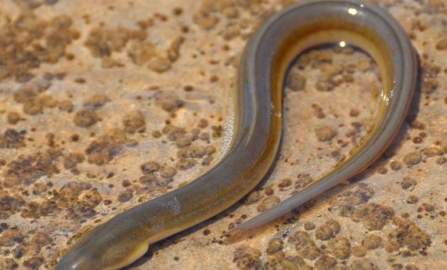 animals that start with e: EEL