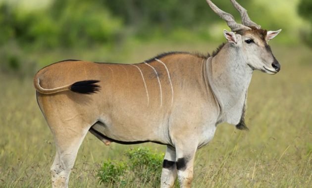 animals that start with e: Eland