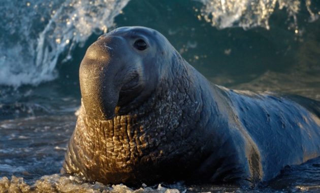 animals that start with e: Elephant seal