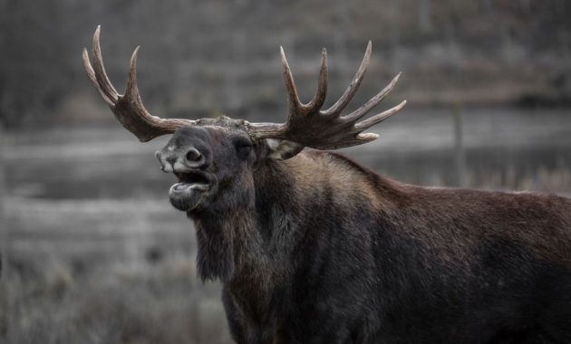 animals that start with e: Elk