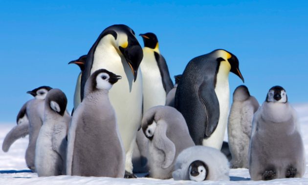 animals that start with e: Emperor penguin