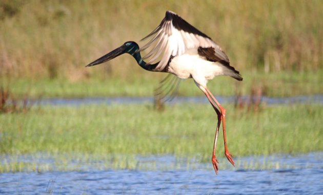 animals that start with j : Jabiru