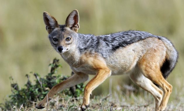 animals that start with j : Jackal