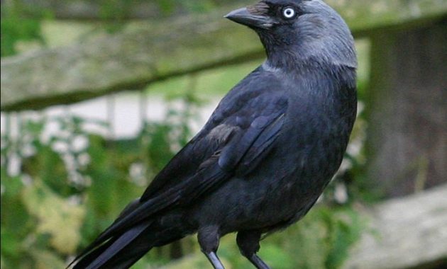 animals that start with j : Jackdaw