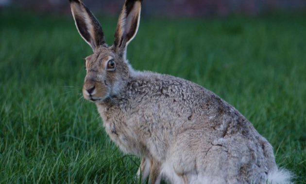 animals that start with j : Jackrabbit