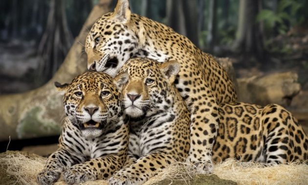 animals that start with j : Jaguar