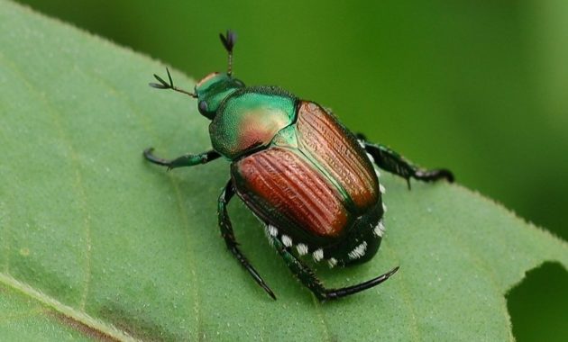 animals that start with j : Japanese Beetle