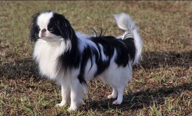 animals that start with j: Japanese Chin