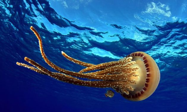 animals that start with j : Jellyfish