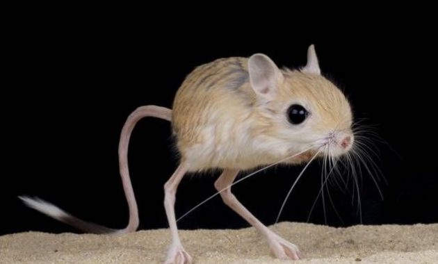 animals that start with j : Jerboa