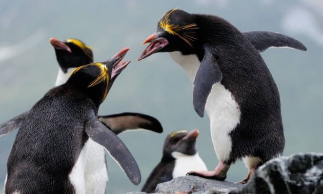 animals that start with m: Macaroni Penguin