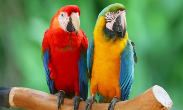 animals that start with m: Macaw