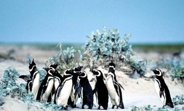 animals that start with m: Magellanic Penguin