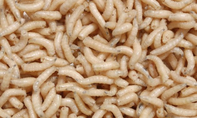 animals that start with m: Maggot