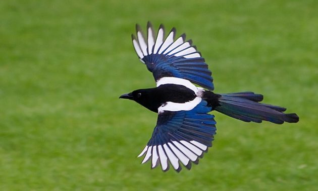 animals that start with m: Magpie