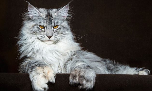 animals that start with m: Maine Coon