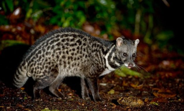 animals that start with m: Malayan Civet