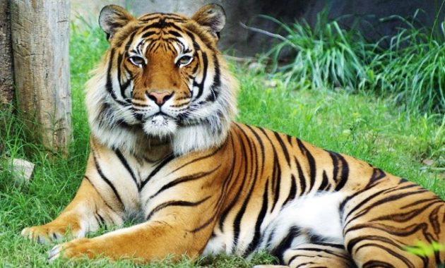 animals that start with m: Malayan Tiger