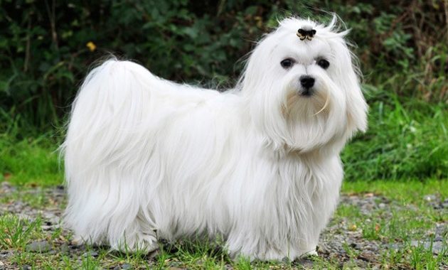 animals that start with m: Maltese