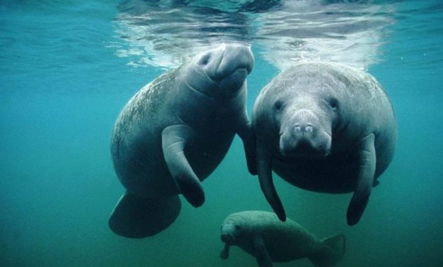 animals that start with m: Manatee