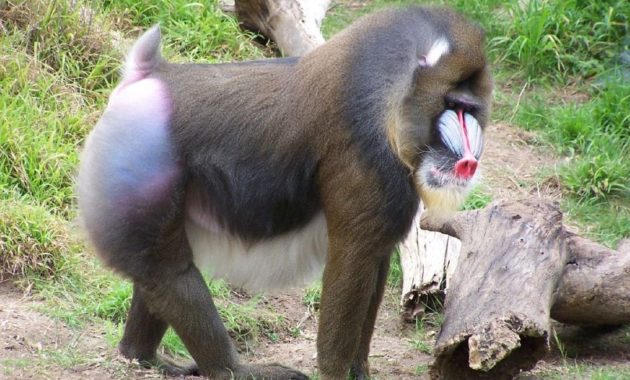 animals that start with m: Mandrill