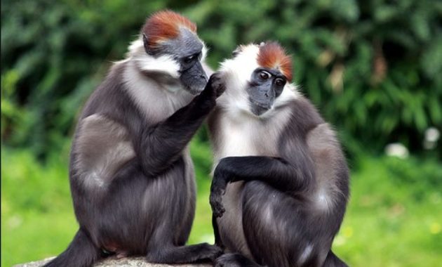 animals that start with m: Mangabey