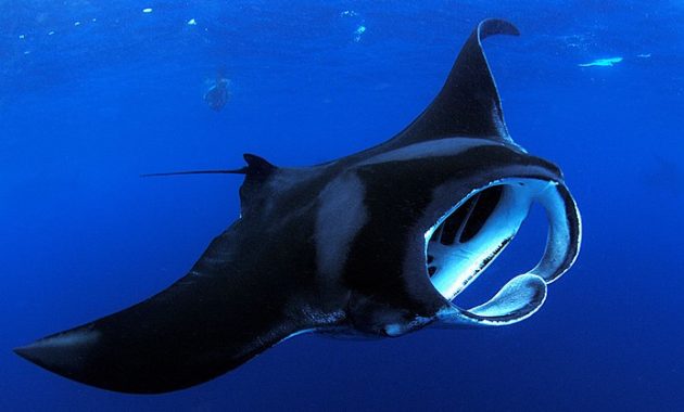 animals that start with m: Manta Ray